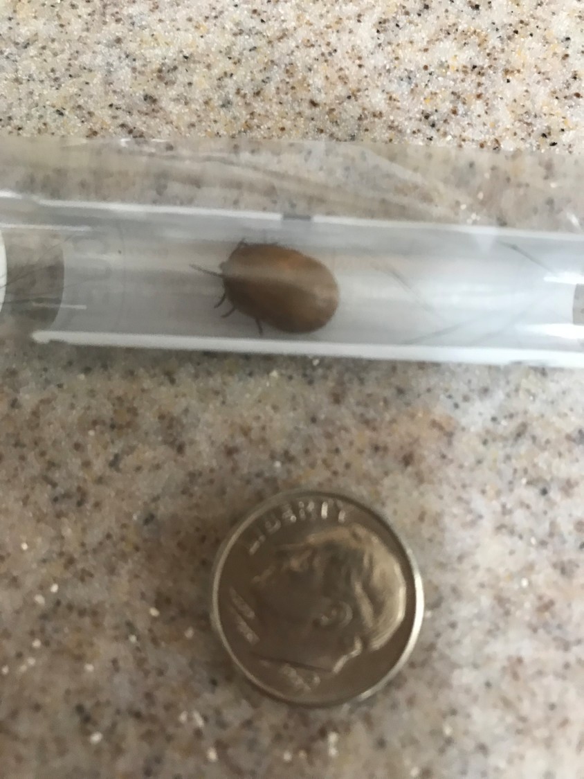 Wantagh dog contracts Lyme Disease from tick bite Herald
